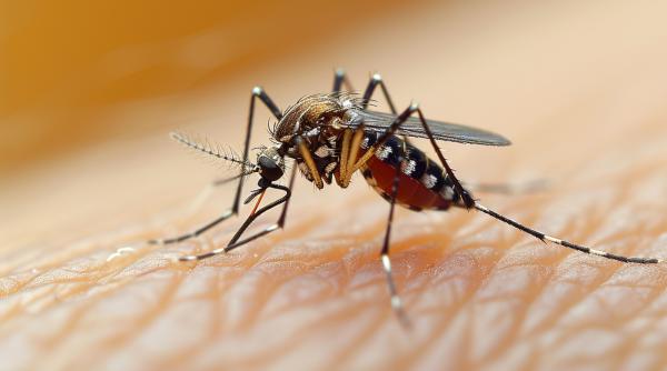 cum se transmite malaria boala care a omorat o pe fosta sotia lui tise la intoarcerea din zanzibar inca 9 cazuri in romania