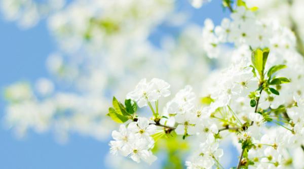 estimari meteorologice pana in martie cum va fi vremea in romania