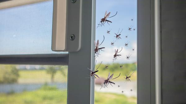 peste 3500 de cazuri de malarie pe doua insule din zanzibar in perioada 1 15 ianuarie 2024 se credea eradicata dar tantarii anofeli si au schimbat comportamentul