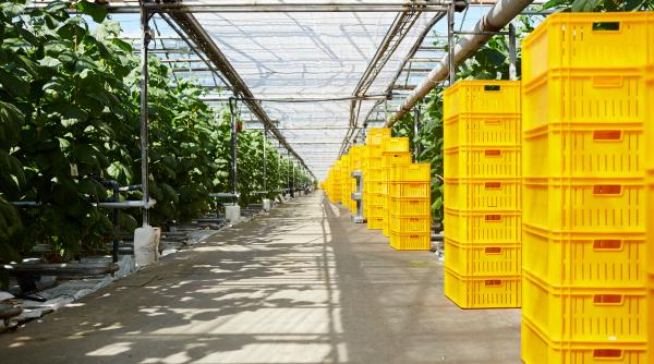 cum a ajuns dorel visan sa si faca o sera smart momentul decisiv medicamentul trebuie luat din aliment