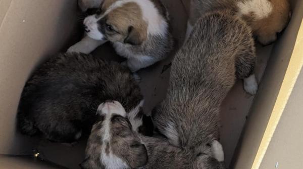 sapte catei salvati de sub un container pe un santier din sectorul 6 al capitalei dupa ce mama nu a mai reusit sa ajunga la ei ca sa i hraneasca