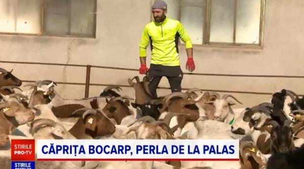 romanii ar putea avea in farfurii un nou sortiment de carne capra cu gust de capra creata la constanta foto