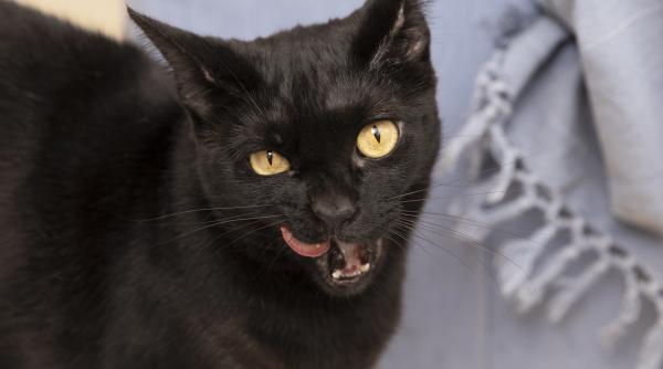 de ce pisicile ne ignora cand le certam