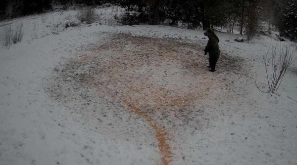 imagini adorabile cu un urs speriat ca va trebui sa si imparta mancarea cu alti pofticiosi video