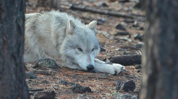 lupii mutanti de la cernobil par sa fi dezvoltat rezistenta la cancer potrivit unui studiu