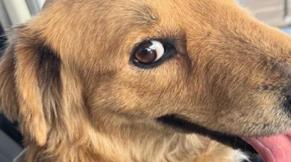 un caine a fost salvat din containerul unui vapor dupa ce a stat inchis acolo de mai bine de o saptamana fara hrana si apa