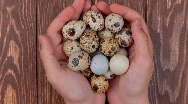 cand devine periculoasa cura cu oua de prepelita