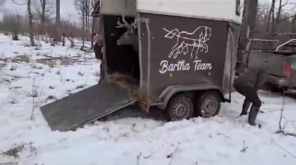 imagini adorabile cu noii locatari ai padurilor directiei silvice iasi romsilva cu aceasta ocazie reamintim ca femela cerbului nu este caprioara video