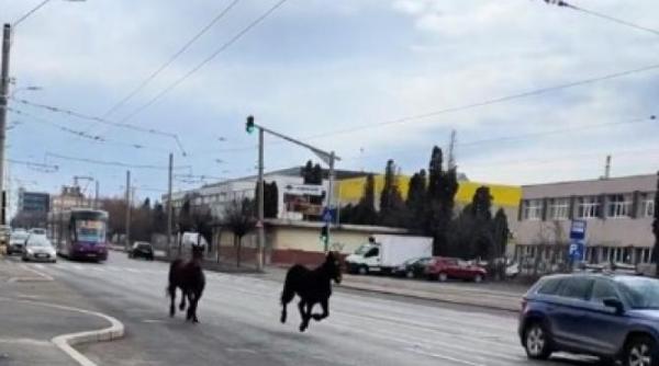 orasul in care caii alearga liberi pe bulevard video rar cu 2 mustang uri prin cluj