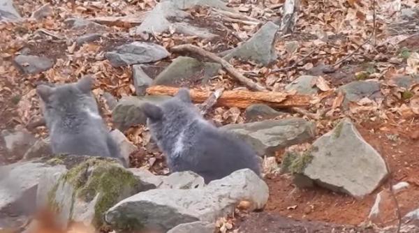 vine primavara doi pui de urs au fost surprinsi in timp ce se joaca la borzont video