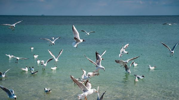 mai multe specii de pasari salbatice afectate drastic de gripa aviara in marea britanie si irlanda