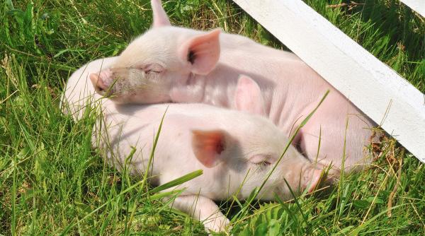 porci modificati genetic pentru transplaturi de organe si celule la om