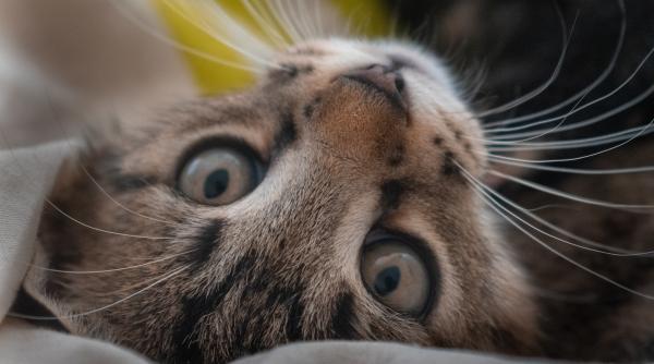 motive pentru care pisica zgarie mobilierul si ce poti face sa o opresti