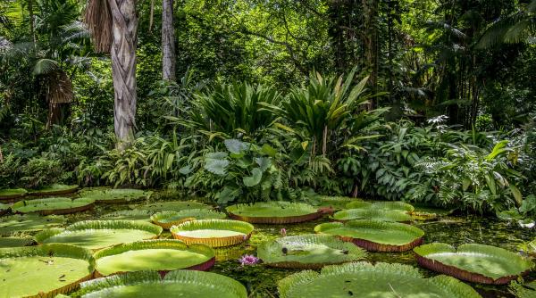 padurea amazoniana pe marginea prapastiei jumatate din vegetatia acesteia ar putea disparea pana in 2050