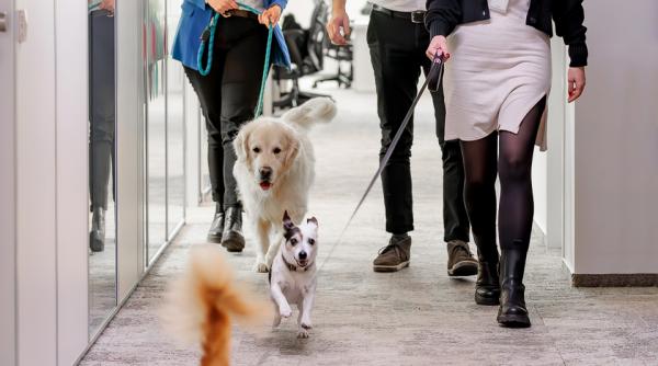 birourile pet friendly sunt tot mai raspandite care sunt principalele beneficii ale acestui concept