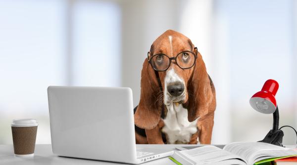 care este iq ul cainelui tau cele 5 teste care iti arata cat de inteligent este patrupedul