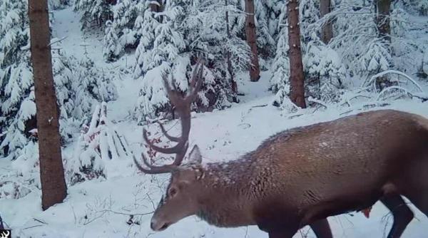 imagini adorabile cu cerbi si ciute surprinse in padurile parcului natural putna vrancea
