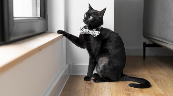 pot pisicile sa vada fantome afla cand trebuie sa te ingrijorezi