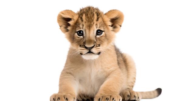 o femeie a fost arestata pentru ca a crescut un pui de leu intr o camera de hotel