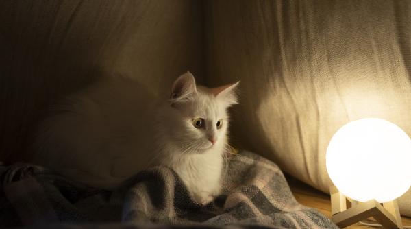 pot pisicile sa vada in intuneric raspunsul te va surprinde