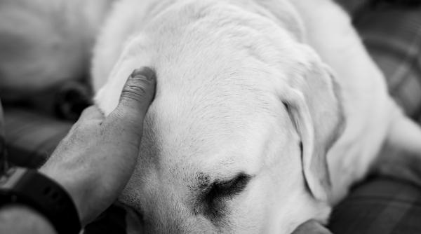 un caine a ramas orb dupa ce si a salvat familia dintr un incendiu povestea lui strumf foto