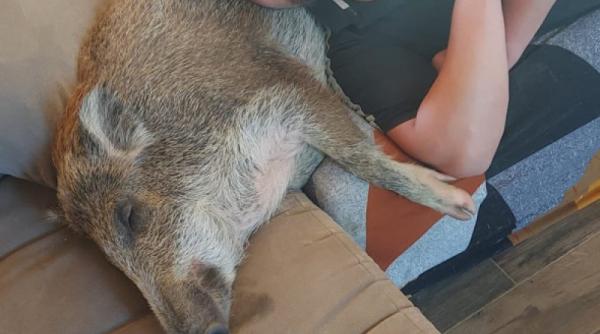 un porc mistret a devenit animal de companie pentru un cuplu din belgia ne am atasat de el