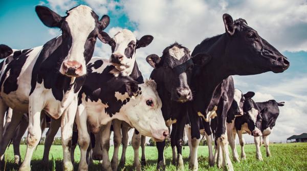 cand se da drumul la platile apia pentru crescatorii de vaci de lapte si carne