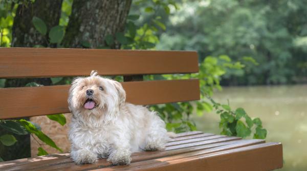 o femeie a fost amendata cu 1 000 de lei dupa ce intrat cu bichonul intr un parc interzis animalelor