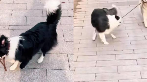 ce au facut trei caini dupa ce stapana lor le a dat drumul la lesa nu ma mai pot opri din ras video