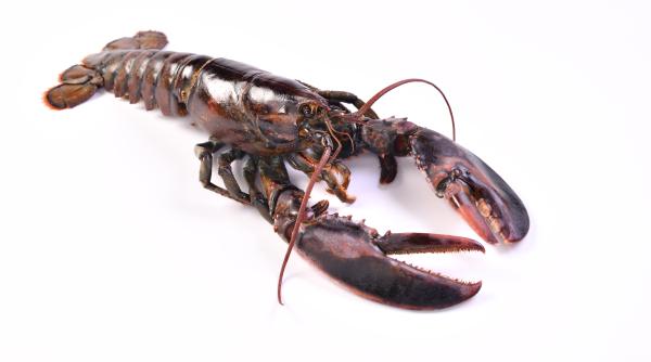 insecta misterioasa care seamana cu homarul in romania are picioare blindate si mandibule puternice cu care isi musca dusmanii foto