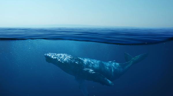 cantecul balenelor cum scot acele sunete ciudate demult erau atribuite imaginatiei marinarilor beti