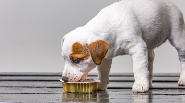 de ce n ar trebui sa dam cainilor doar conserve sau plicuri cu hrana umeda