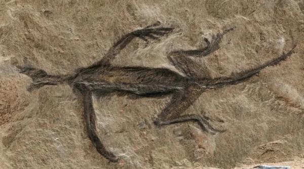 o fosila aparent valoroasa expusa intr un muzeu celebru din europa s a dovedit a fi un fals