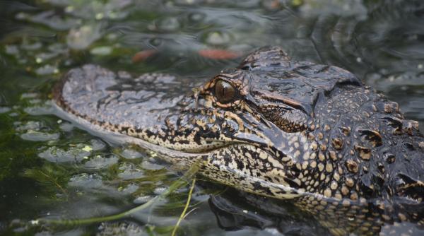oamenii de stiinta au dezvaluit o reptila veche de 240 de milioane de ani comparata cu un dragon chinezesc