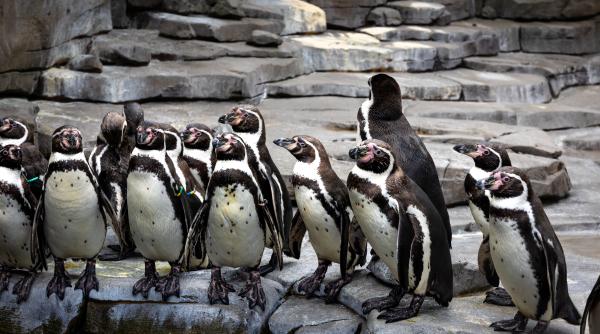 un virus mortal extrem de patogen tocmai a ajuns pana in antarctica oamenii de stiinta ingrijorati de ritmul transmiterii gripei aviare