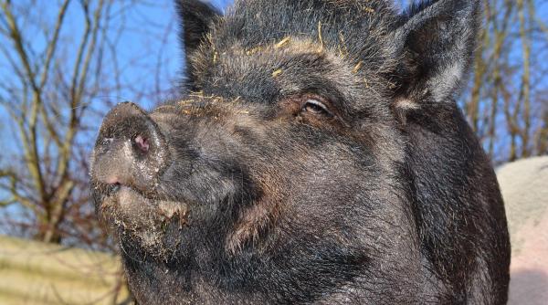 imagini cu mistreti surprinse intr o padure a parcului national piatra craiului video in articol
