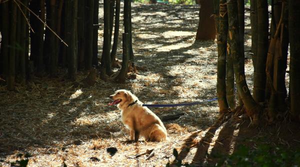 un caine un pom o sfoara de atat a fost nevoie ca sa mi se zdruncine credinta in umanitate