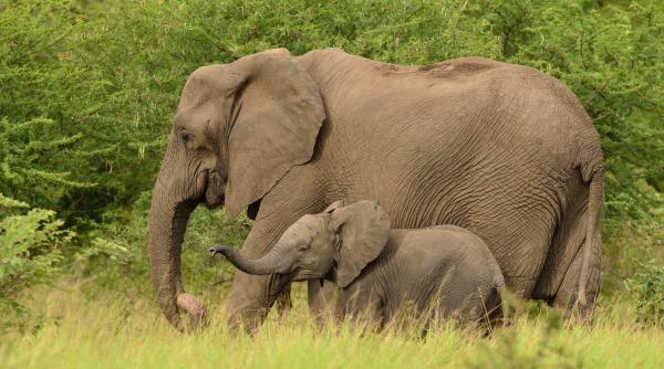 elefantii asiatici isi ingroapa puii morti si ii jelesc arata un studiu realizat recent