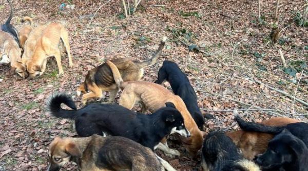 peste 70 de caini aflati in pericol salvati de politistii hunedoreni