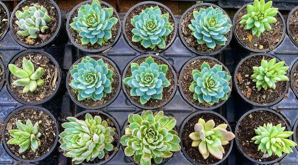 plantele suculente eleganta intr o forma inedita