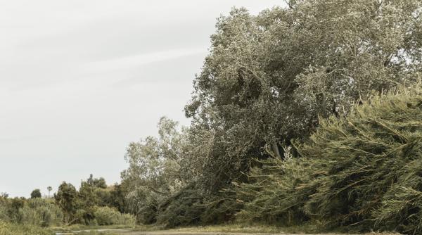 rafale de vant de pana la 90 km h alerta meteo pana vineri la pranz