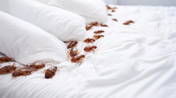 rolul rusiei in psihoza plosnitelor acuzatiile unui ministru