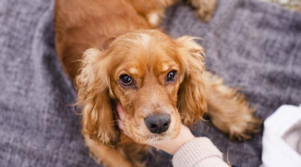 lucruri pe care cainele tau ar vrea sa ti le spuna daca ar putea vorbi
