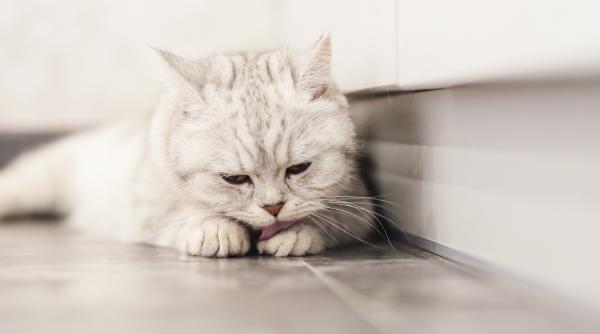 semne care indica faptul ca pisica ta e stresata la ce trebuie sa fii atent