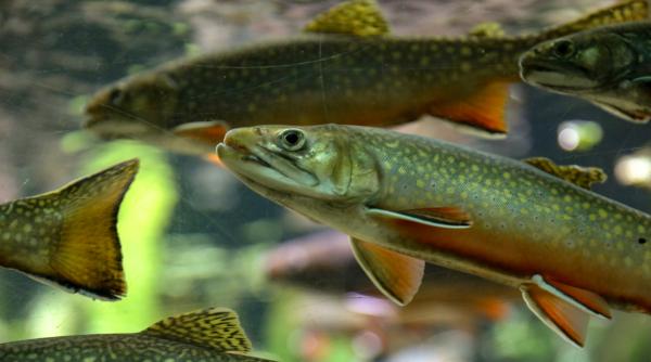 pastravi de 1 8 2 2 metri intr un lac din romania unde este misterioasa ferma de pastravi