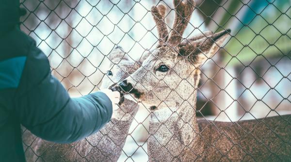 de ce nu trebuie sa tii animale salbatice in captivitate oana vasiliu explicatii video