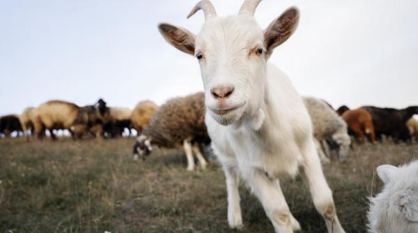 elon musk da in judecata openai acuzand o ca pune profitul inaintea china cloneaza o pereche de capre tibetane folosind aceeasi tehnica care a produs oaia dolly in 1996