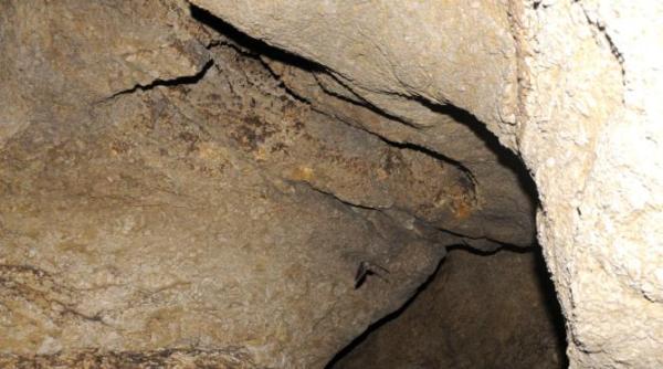 eroi nevazuti povestea uimitoare a salvarii a 3400 de lilieci video