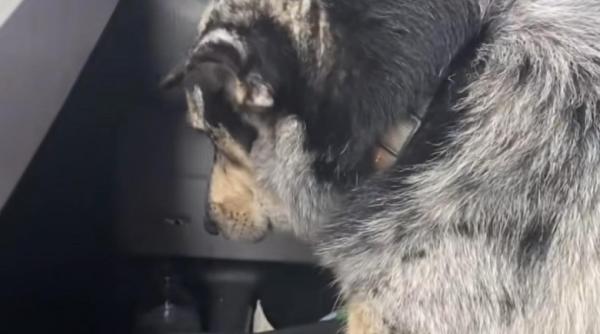 reactia adorabila a unui caine dupa ce stapanul sau a adoptat un vitel nici macar nu se uita la mine video