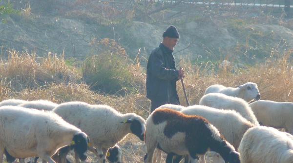 dezastru ecologic in judetul mures sute de oi au fost gasite moarte